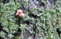Small mushrooms Galerina among moss