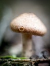 Macro photo of a mushroom in the garden in Autumn in soft focus