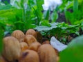 Small mushrooms in the grass Royalty Free Stock Photo