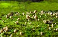 Small mushrooms on green moss in the rays of sunlight