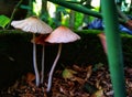 Small mushrooms that grow with roses