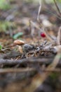 small mushrooms growing in the forest Royalty Free Stock Photo