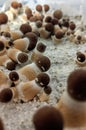 Small Mushrooms growing on Mycelium