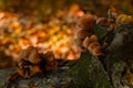 Small mushrooms growing on the tree in autumn forest with sunlight behind Royalty Free Stock Photo