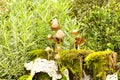 Small mushrooms Royalty Free Stock Photo