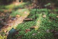 Small mushrooms in the moss. Autumn