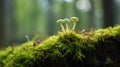 Small Mushrooms on Mossy Ground