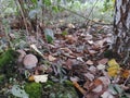 small mushrooms near the birch