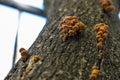 Small mushrooms-parasites orange grow on the trunk of a tree Royalty Free Stock Photo