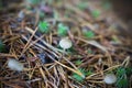 Small mushrooms in the pine sawdust. by ZVEREVA