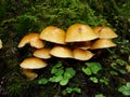 Small mushrooms, Sulphur tuft, latin name is Hypholoma fasciculare. Autumn in wood. A still-life.