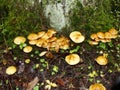 Small mushrooms, Sulphur tuft, latin name is Hypholoma fasciculare. Autumn in wood. A still-life.