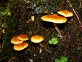 Small mushrooms, Sulphur tuft, latin name is Hypholoma fasciculare. Autumn in wood. A still-life.