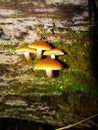 Small mushrooms, Sulphur tuft, latin name is Hypholoma fasciculare. Autumn in wood. A still-life.