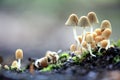 Small mushrooms toadstools deadly dangerous Royalty Free Stock Photo