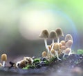 Small mushrooms toadstools deadly dangerous Royalty Free Stock Photo