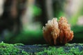 Small mushrooms toadstools Royalty Free Stock Photo