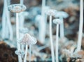 Small mushrooms toadstools Royalty Free Stock Photo