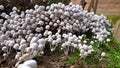 Small mushrooms toadstools. Litle fungus or mushroom on soil. Macro of Mushrooms. Wild mushrooms in spring forest Royalty Free Stock Photo