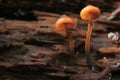 Small mushrooms Royalty Free Stock Photo