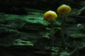 Small mushrooms Royalty Free Stock Photo