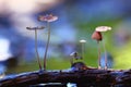Small mushrooms toadstools macro Royalty Free Stock Photo