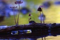 Small mushrooms toadstools macro Royalty Free Stock Photo