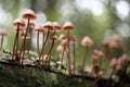 Small mushrooms toadstools piosonous tiny Royalty Free Stock Photo