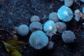 Small mushrooms toadstools. Psilocybin mushrooms under ultraviolet light