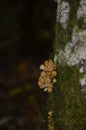 Small mushrooms on the tree is good symbiose of nature