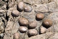 Small mussels attach itself to a rock, South Island New Zealand