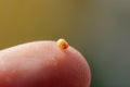 Small mustard seed on finger. Faith the size of a mustard seed. Generative AI. Royalty Free Stock Photo