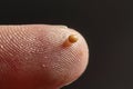 Small mustard seed on finger. Faith the size of a mustard seed. Generative AI. Royalty Free Stock Photo