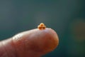 Small mustard seed on finger. Faith the size of a mustard seed. Generative AI. Royalty Free Stock Photo