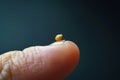 Small mustard seed on finger. Faith the size of a mustard seed. Generative AI. Royalty Free Stock Photo