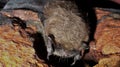 Small Myotis bat species whiskered, Brant`s or Alcathoe