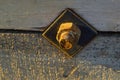 A small nail is screwed into a wooden plank stand. metal rusty nut at the construction site is used to make temporary piles. dusty Royalty Free Stock Photo