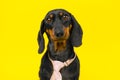 Small naive, silly dog puppy in tie on yellow background Office dress code