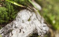 Small naked snails near the Horse fall on the surface of an old bole, Transylvania, Romania Royalty Free Stock Photo