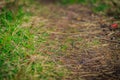 A small narrow path in a city Park close-up. April Sunny evening Royalty Free Stock Photo