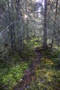 Small narrow path in the forest with dry trees