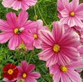 Bright pink photo of cosmos flowers in grass with bee