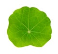 Small leaf of garden nasturtium from above, isolated over white