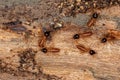 Small Nasute Termites Royalty Free Stock Photo