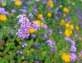 A small, natural bouquet of violet colored trailing Lantana flowers in the garden.