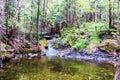 Small natural waterfall/pond | Healthy forest