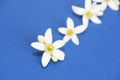 Small natural white flowers of orange fruit on a blue background