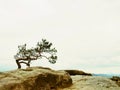 Small nature bonsai above deep misty valley full of morning heavy wisps of blue orange fog. Sandstone peaks increased from mist Royalty Free Stock Photo