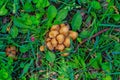 Small nature mushroom on green grass field
