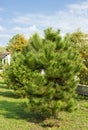 Small neat pine tree in the Park. pine in daylight, evergreen tree